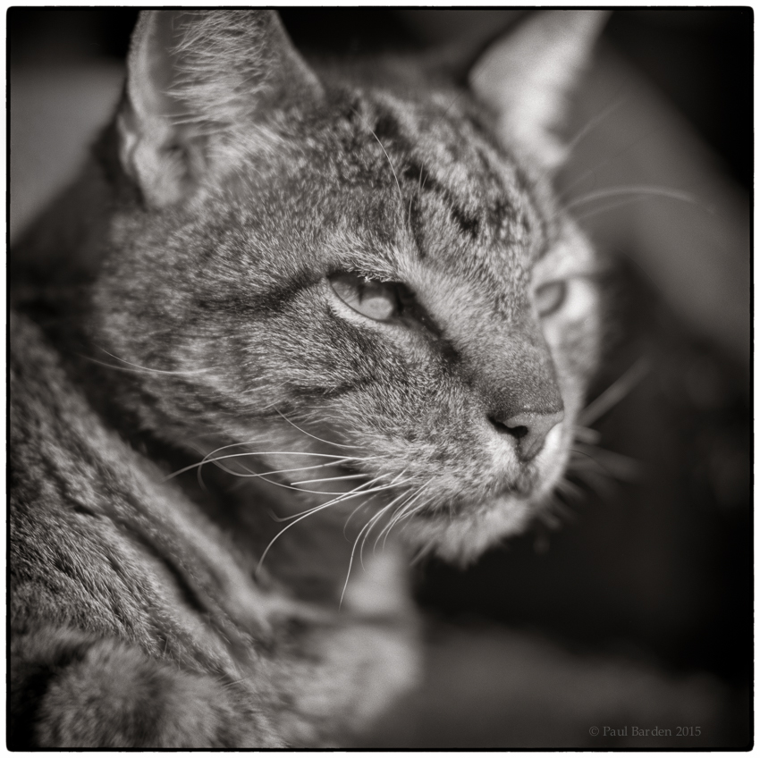 Potrait of a Feline