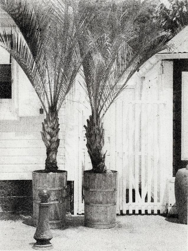 Potted Palms- bromoil