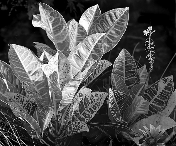potted plants