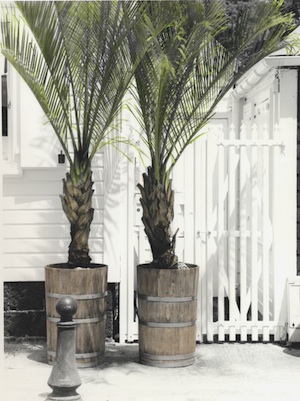 pottedpalms