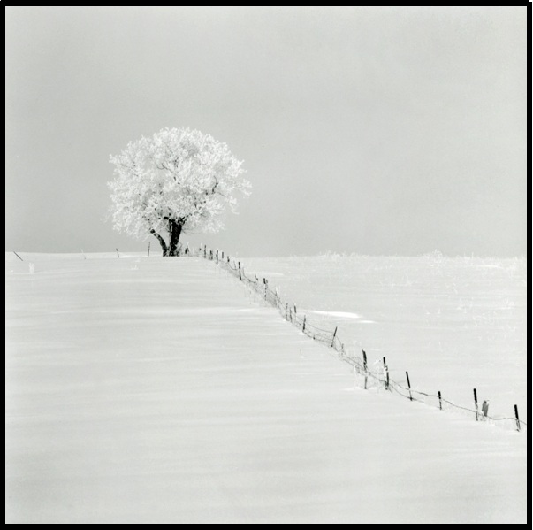 Prairie Tree