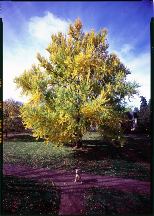Pratt Ginkgo