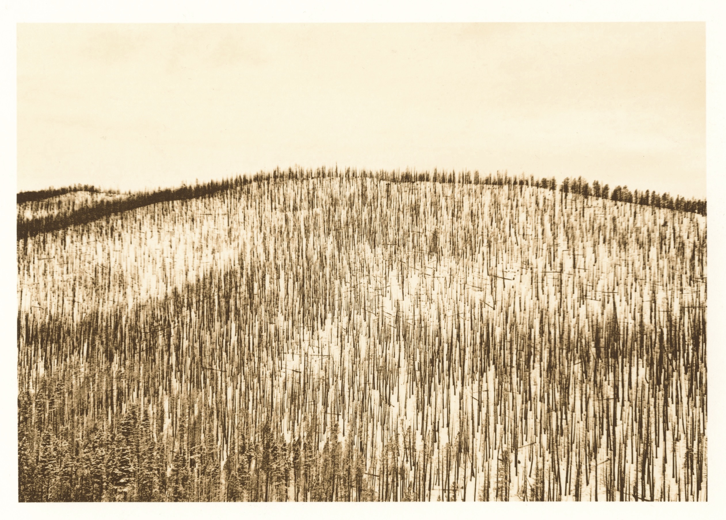 Prescribed Burn