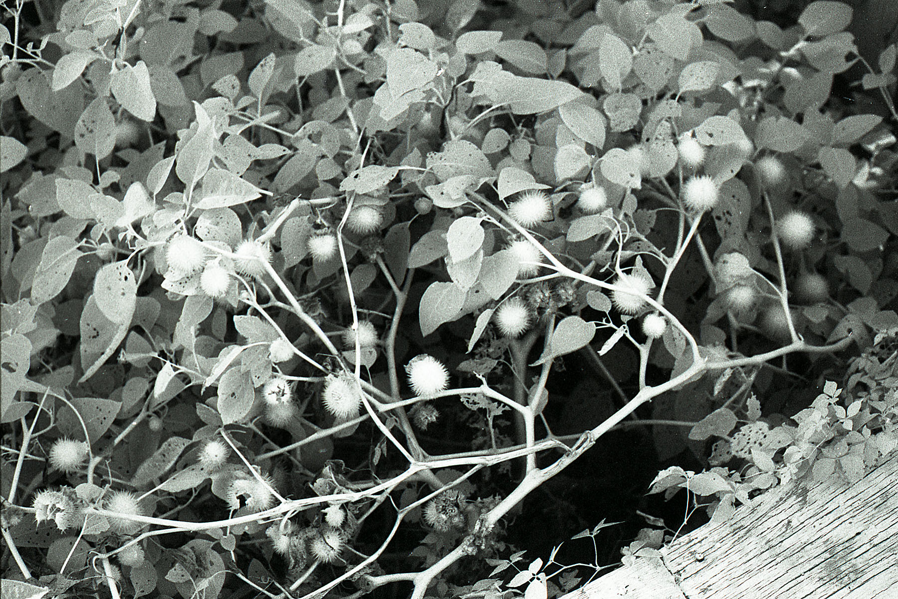 Prickly Balls