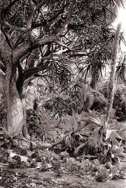 Prickly Garden