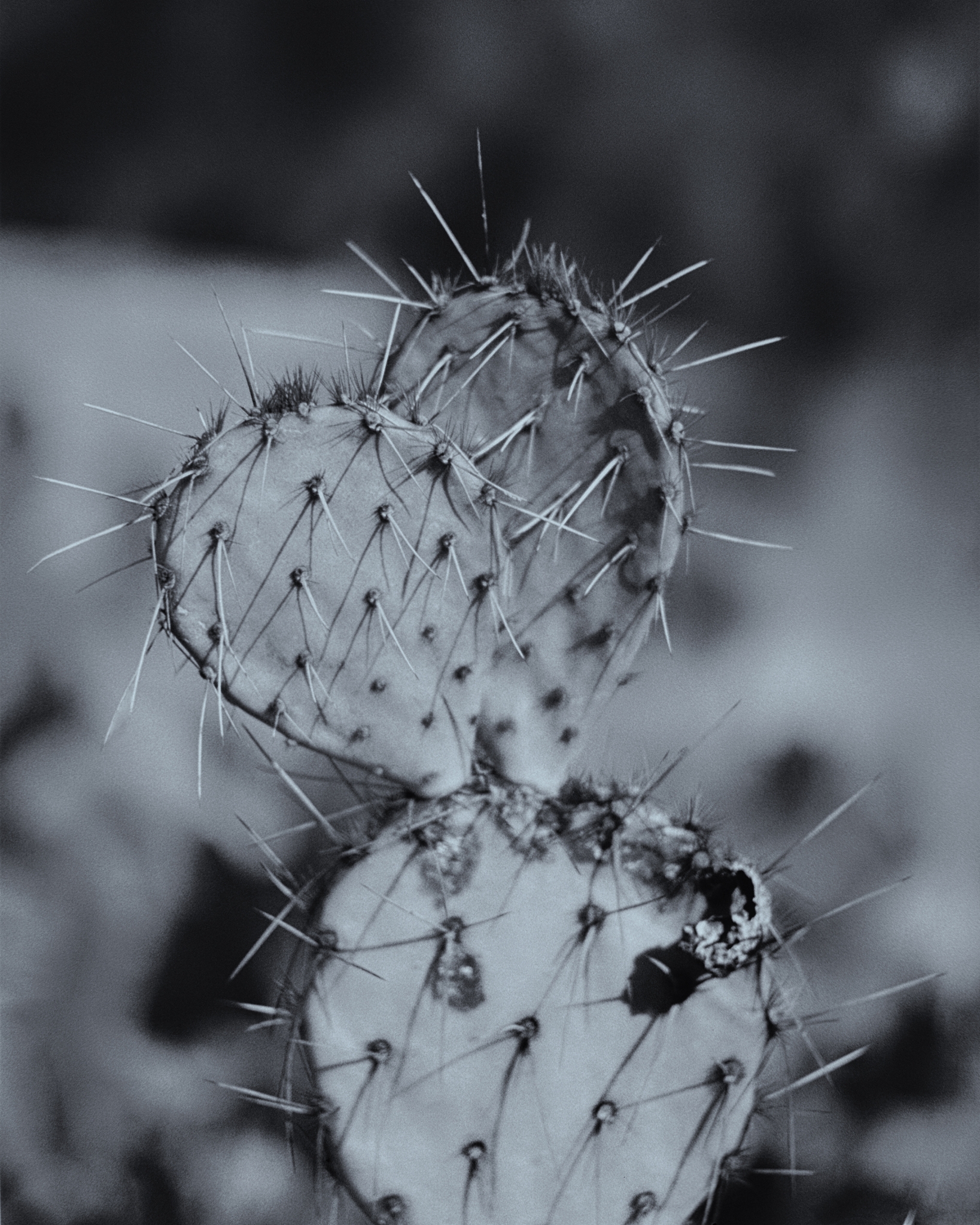 Prickly Pear Cactus