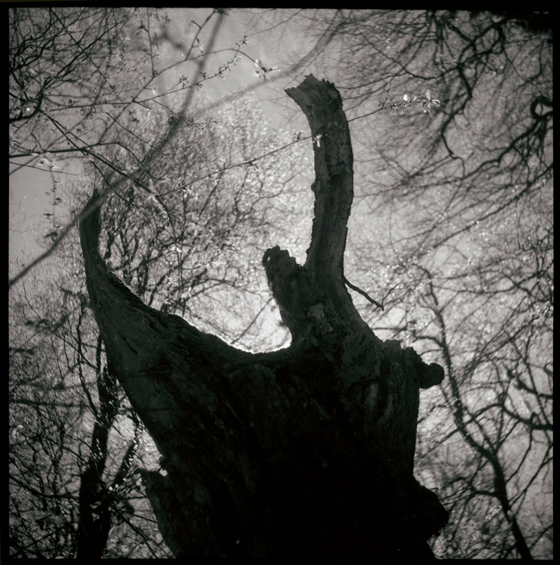 Primeval roar...