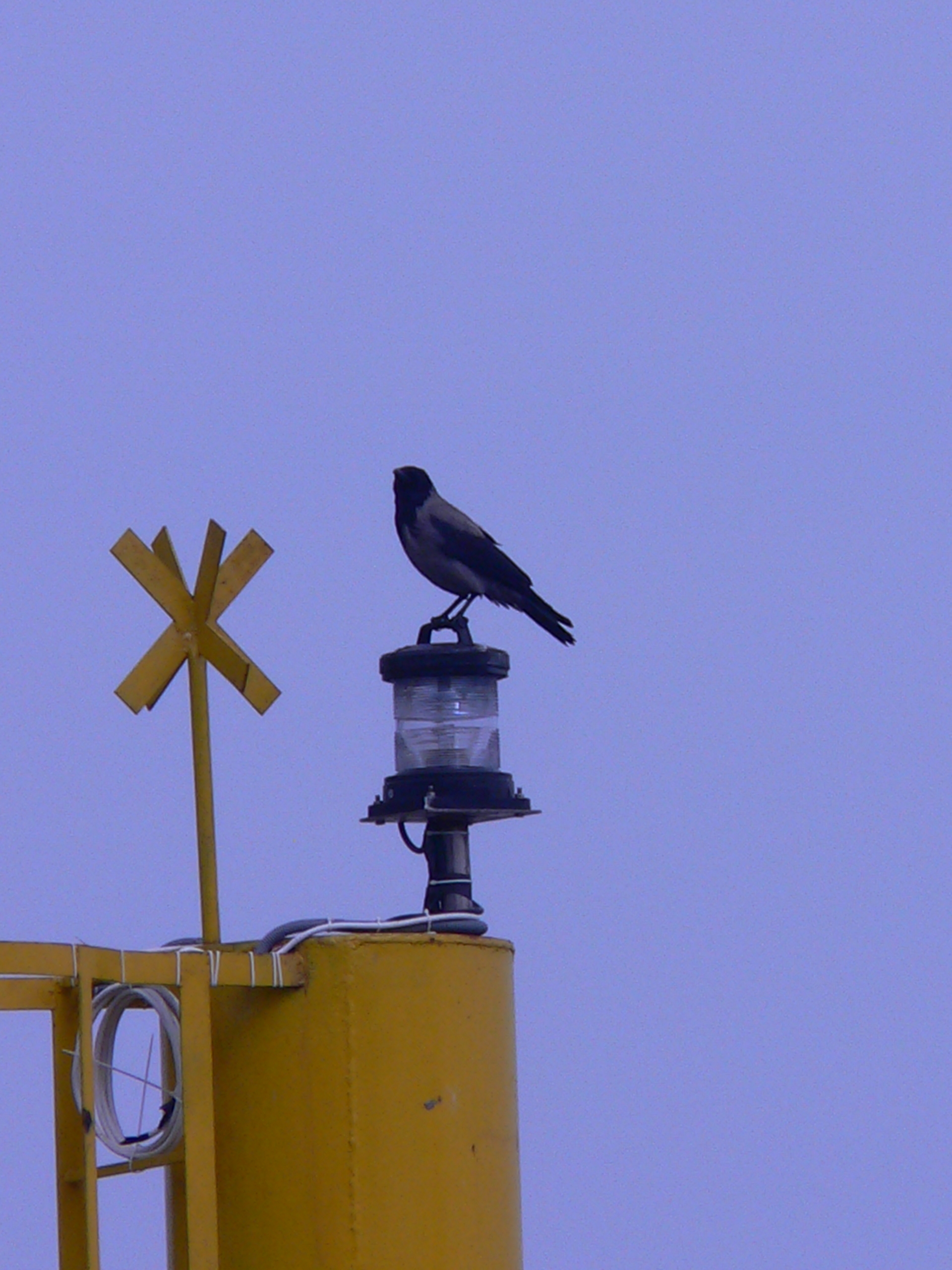 Prince Island Crow.JPG