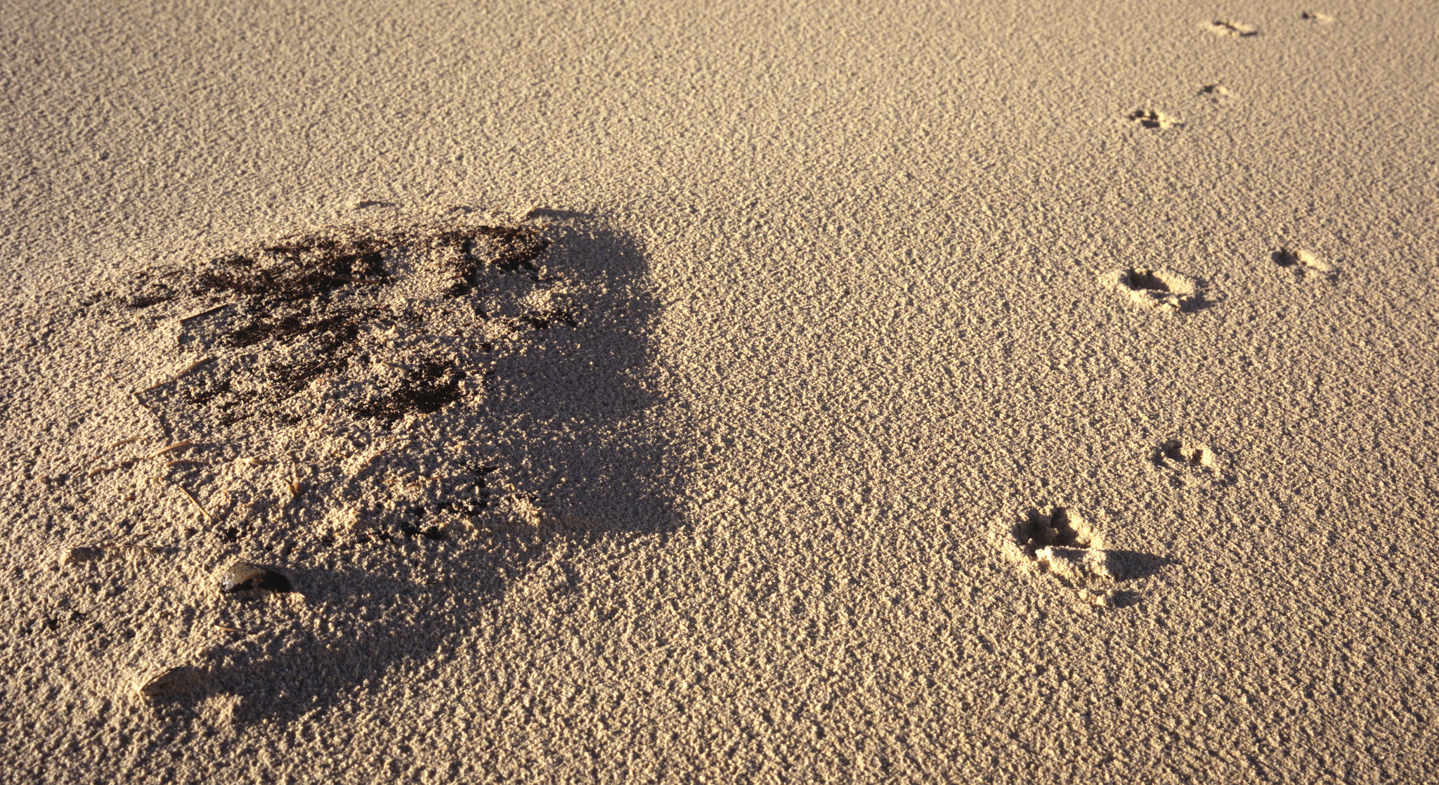 Prints in the sand