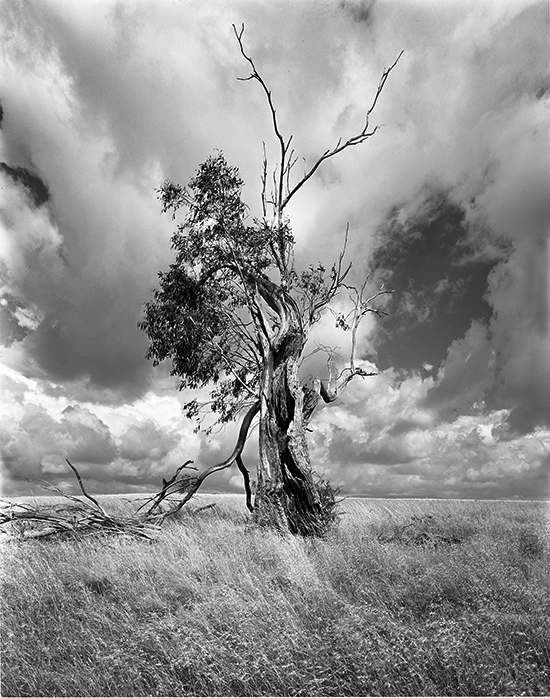 Proud Gum, Tasmania