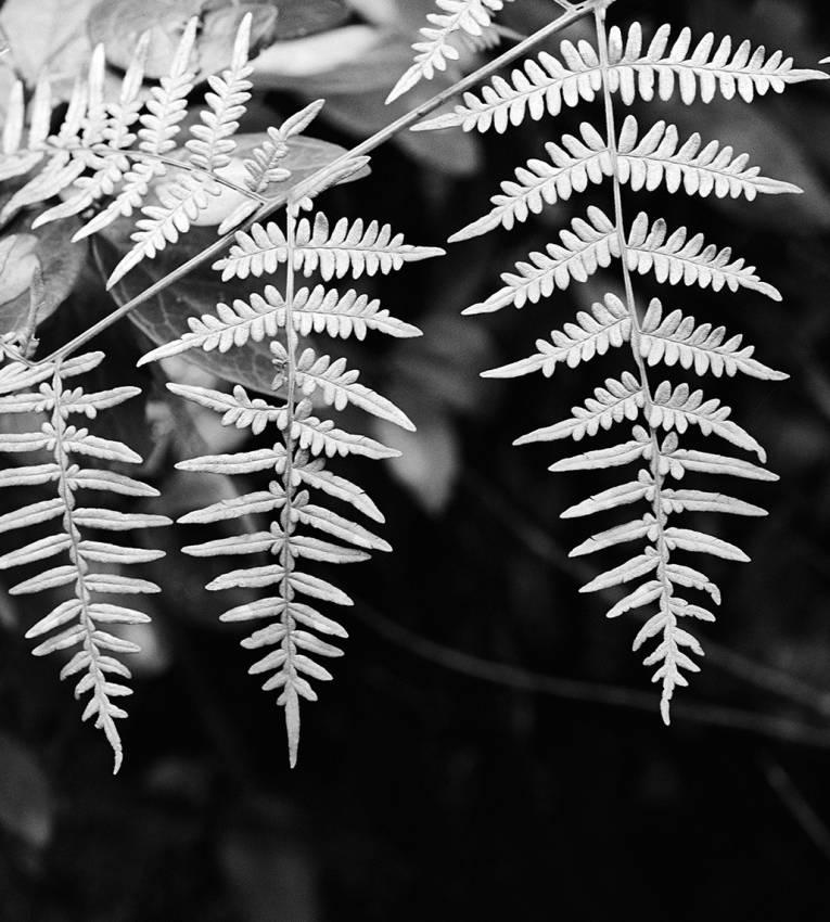 Pteridium aquilinum