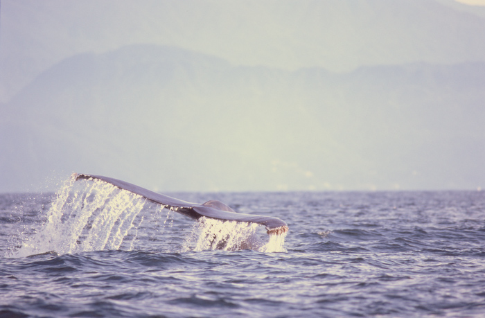 Puerto Shots- Humpback