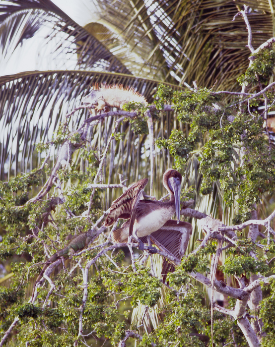 Puerto Shots- Iguanas And Pelican
