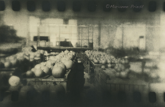 pumpkin lot