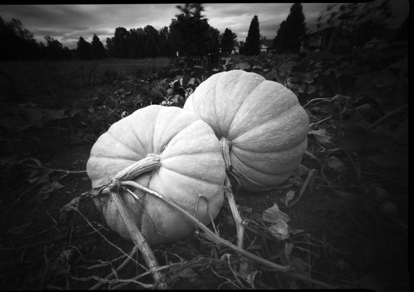 Pumpkin Pinhole (front View)