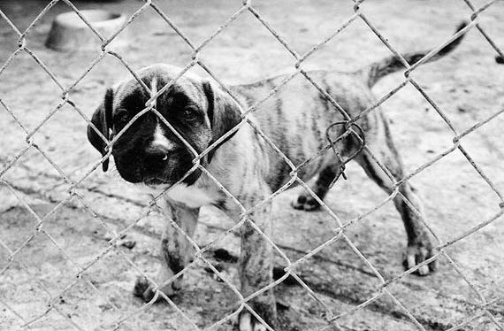 puppy