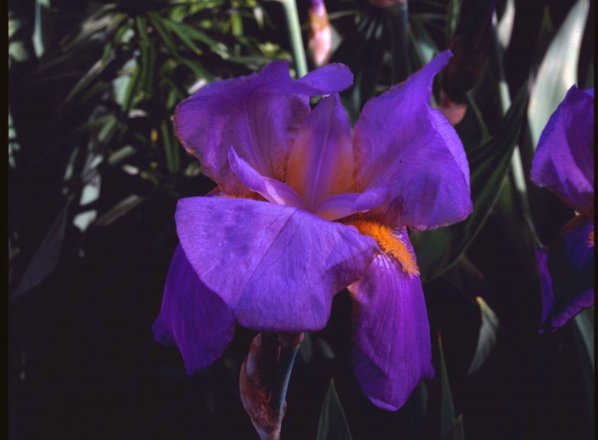 Purple Iris.f64.180mm Nikkor