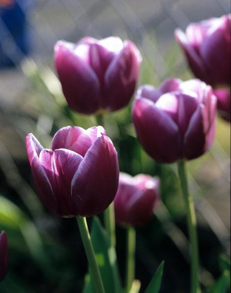 purple tulip