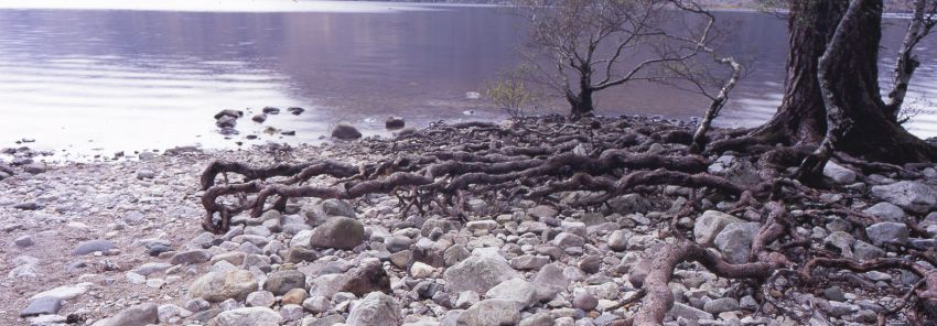 Putting down roots
