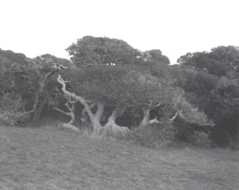 Pygmy Oaks in a Gully