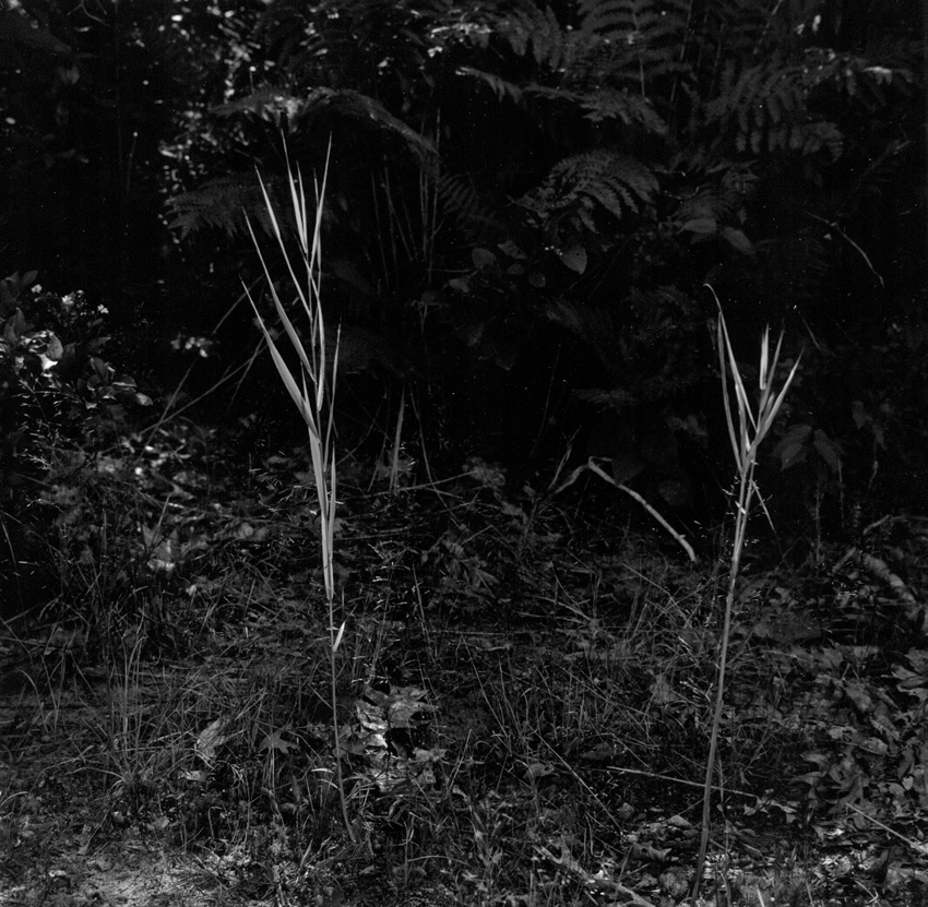 Quabbin Grass