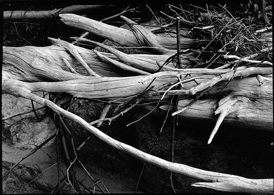Quabbin - Tangled Driftwood