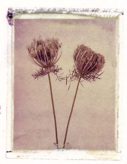 Queen Anne's Lace II