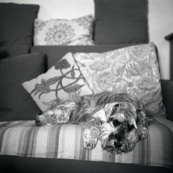 Queen of the sofa