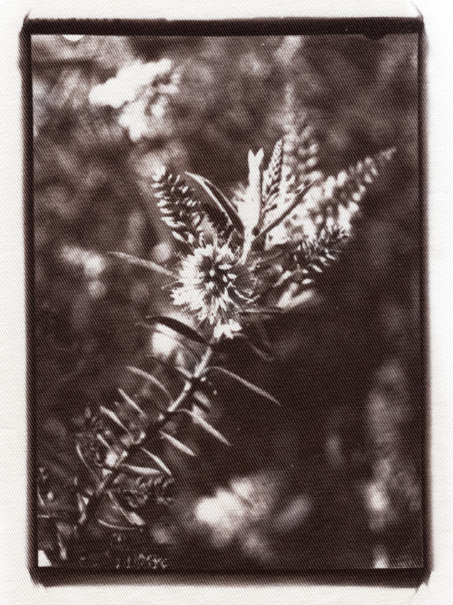 &quot;Flower&quot; - Hakea Burrendong Beauty