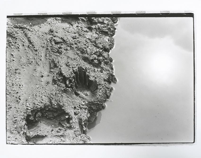 Raccoon Paw Print, Sanchez Adobe