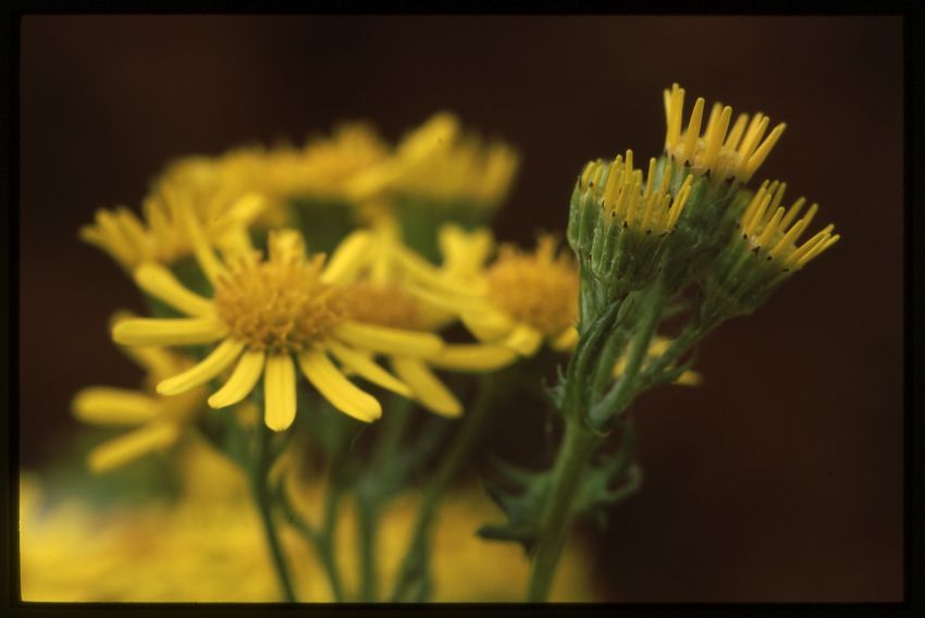 Ragwort.