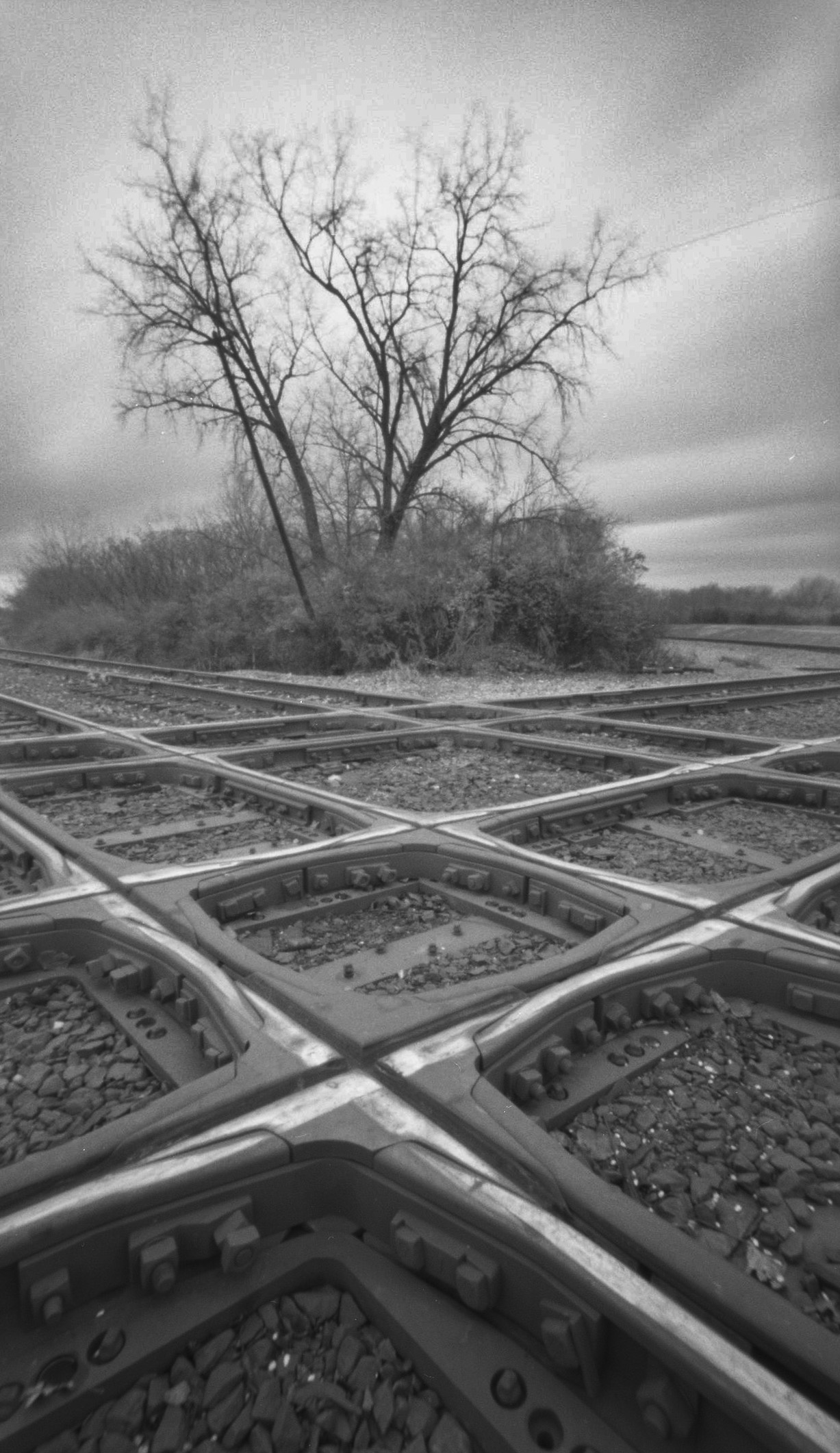Railroad Cross and Tree