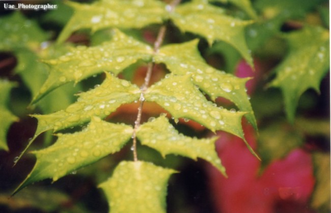 Rain Drops