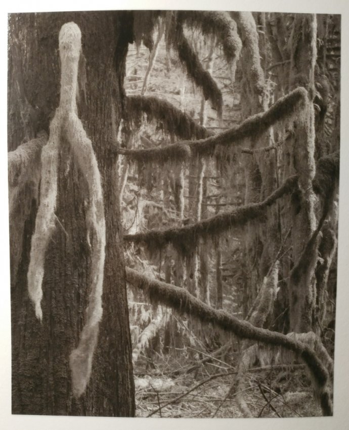 Rain Forest Detail