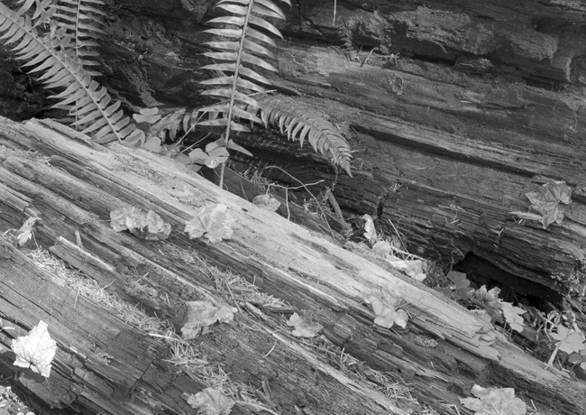 Rain Forest Log