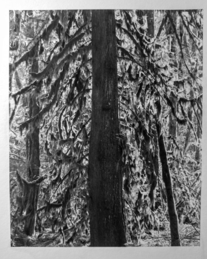 Rain Forest