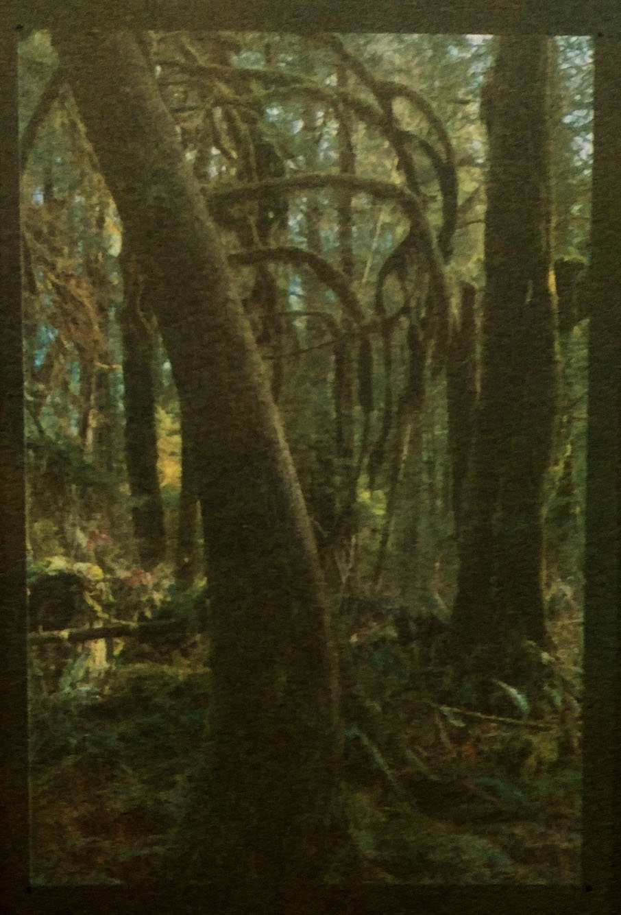 Rain Forest