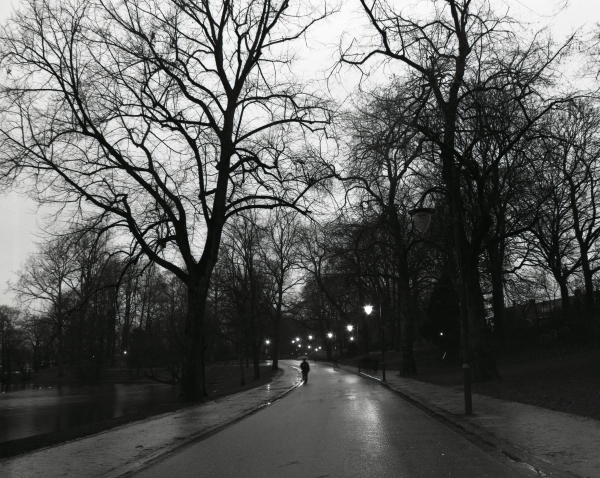 rain in the park