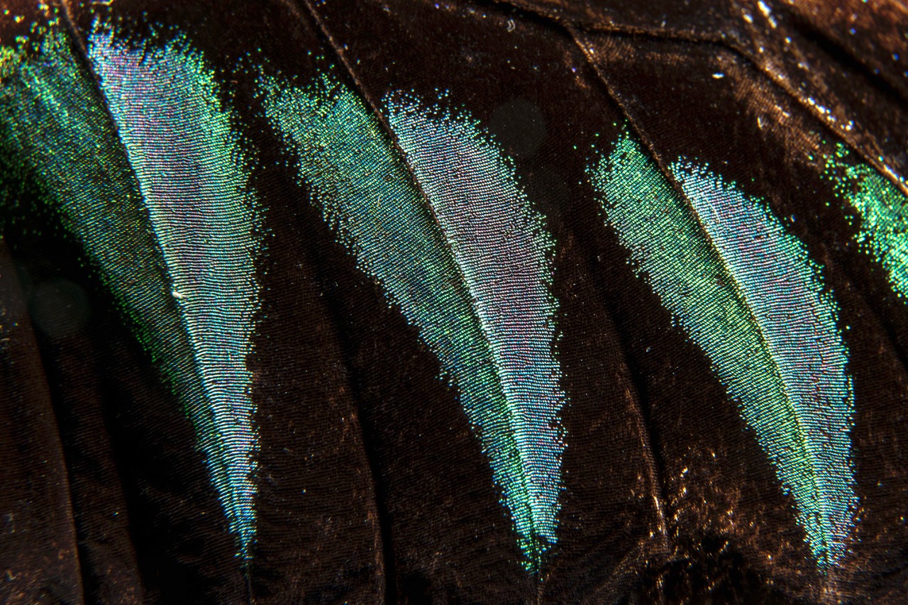Rajah Brook´s Birdwing