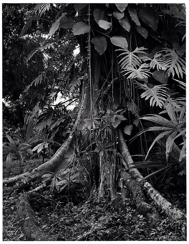 Ramon tree, buttresses, epiphytes
