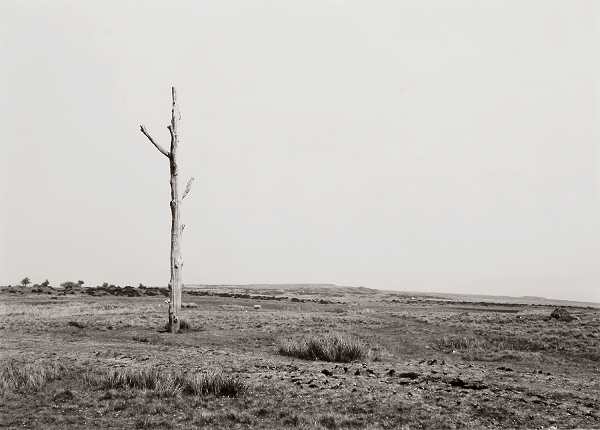 "Random" Tree