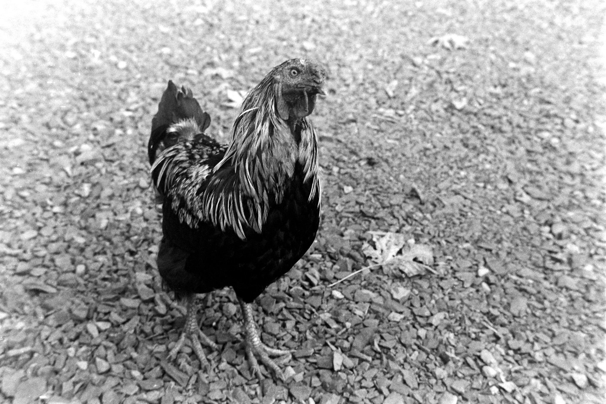 Randy the Rooster