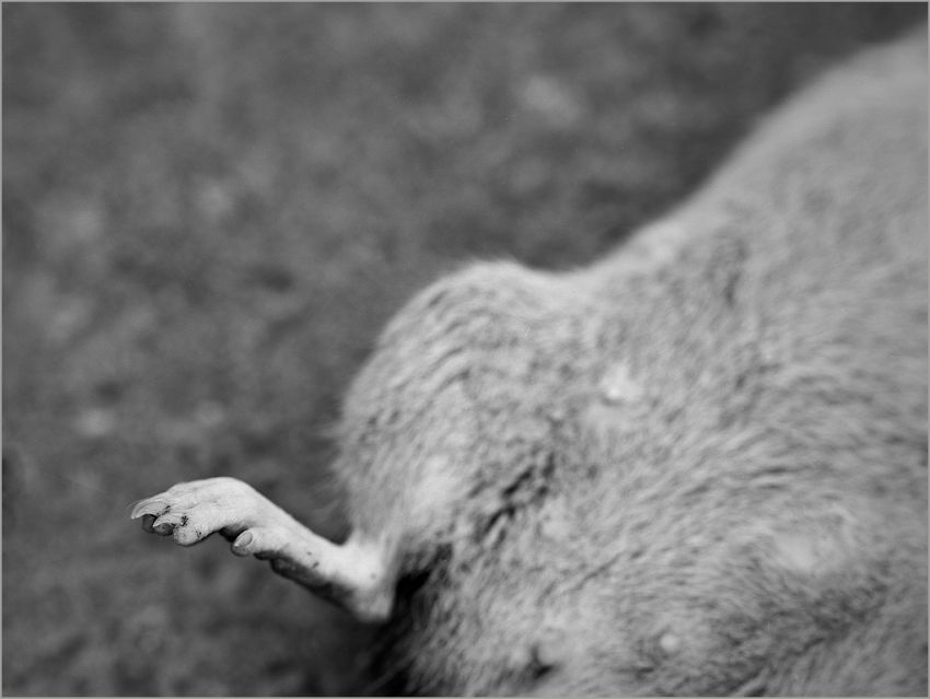 Rattus Norvegicus