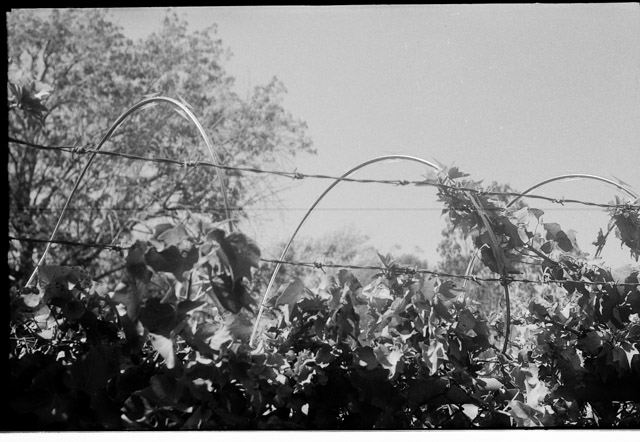 Razor wire