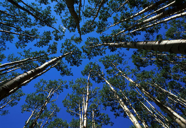 Reaching for the Sky