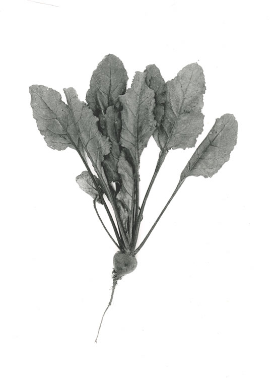 Red Beet
