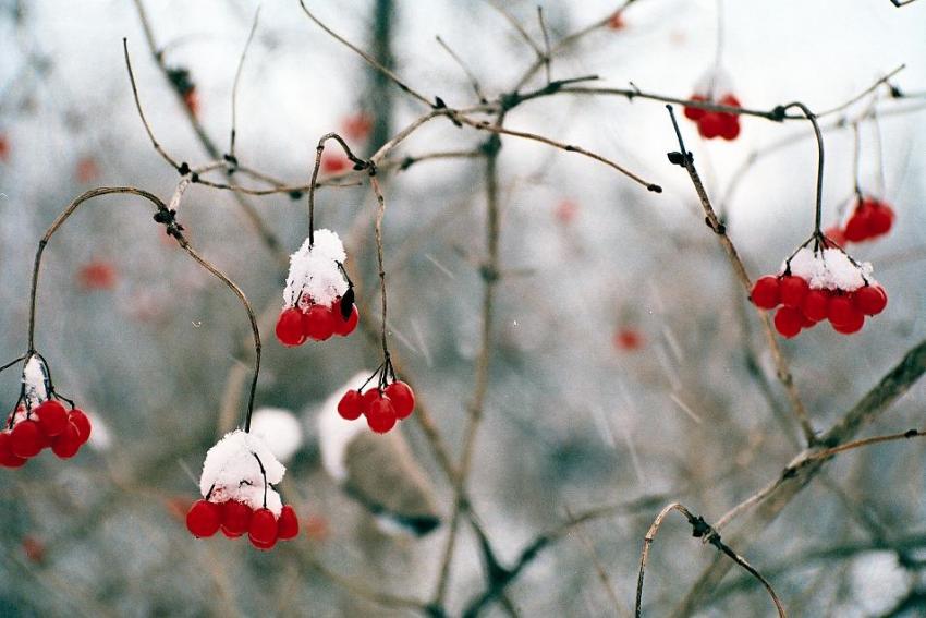 Red Berries 3