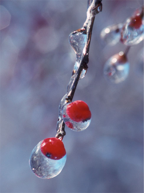 Red Berries Encased in Ice