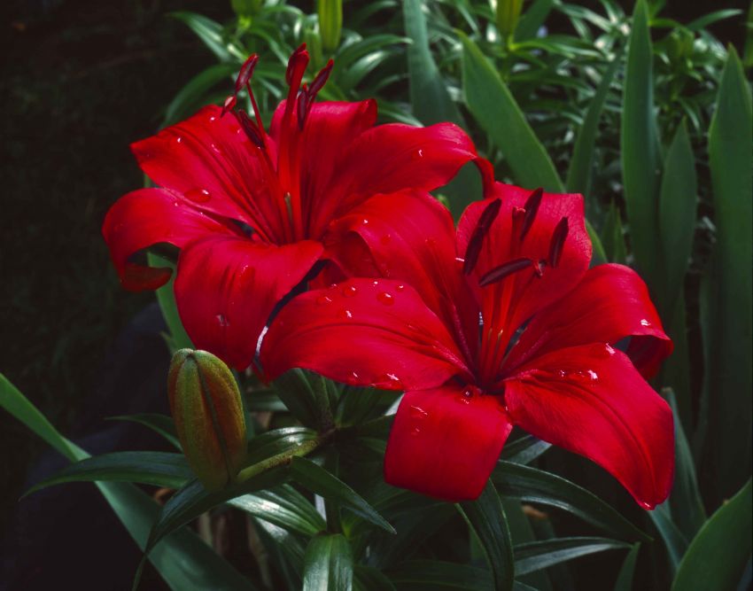 Red Day Lilly.180mm Nikkor