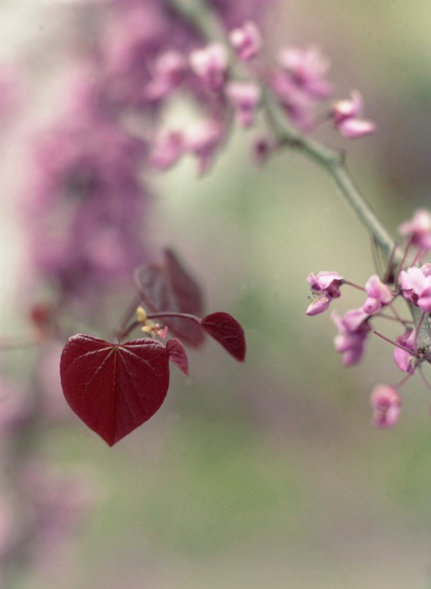 red leaf.jpg